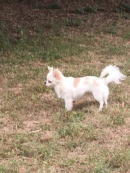 Čivava s PP na krytí - 2