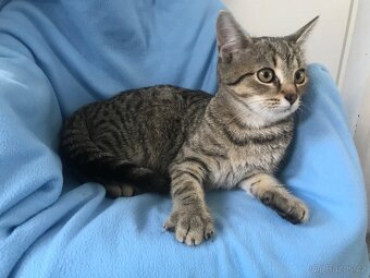 Daruji koťata do dobrých rukou. - 2