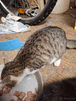 Daruji kotě - 2
