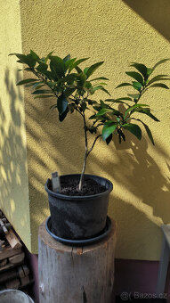 Prodám plodící grep MARSH SEEDLESS (č.47b) - 2