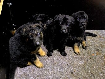 Prodej německý ovčák - 2