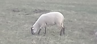 Letošní jehnice - 2