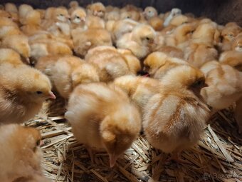 Slepice, nosnice, kuřičky - 2