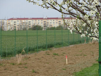 pronájem zahrad - 2