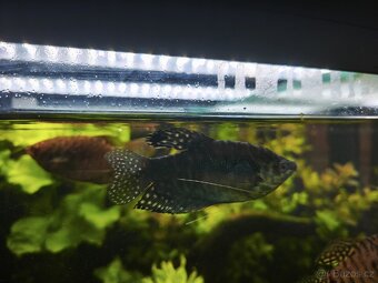 Čichavec zlatý, modrý - 2