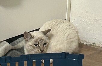 Kocourek Ragdoll - 2