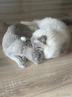 Ragdoll kocour a britská kočka s PP - 2