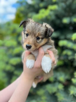 Štěňátko šeltie / sheltie s PP pejsek - 2