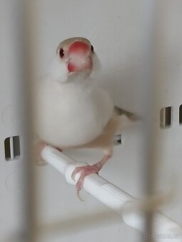 Vyměním - 2