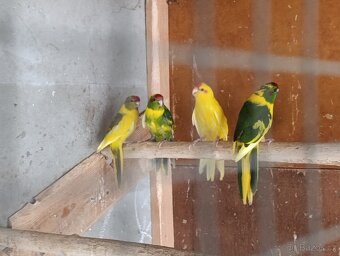 Kakariky - 2