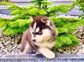 Modrooká štěňata huskyho, mezinárodní rodokmen FCI - 2