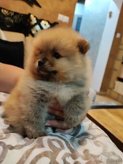 Predám fenku - pomeranian/nemecký špic - 2