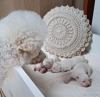 Štěňátka bišonek - bichon frisé s PP - 2
