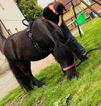 Pony - 2