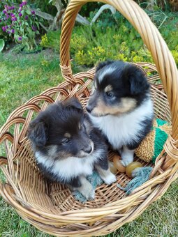 Šeltie / sheltie štěně s PP z Pozdeňské vísky - 2