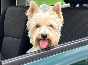 Jorkšírský teriér, Yorkshire terrier s pp - 2
