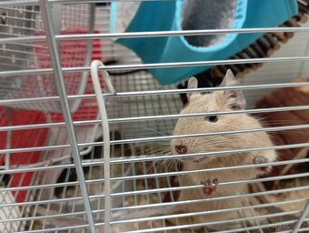 Osmák degu - 2