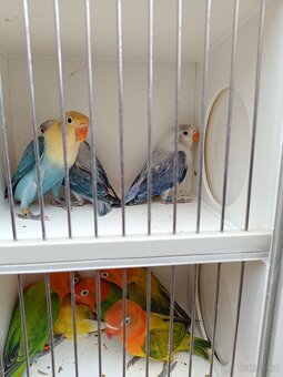 Agapornis fischeri - 2