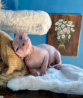 Kanadský sphynx s průkazem původu - 2