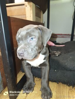 American Bully XL - 2