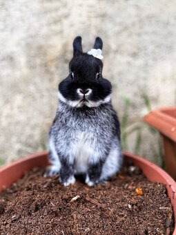 Zakrslý králíček- bílopesíkatý černý s PP - 2