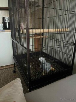 Papoušek Žako Kongo - 2