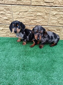 Jezevĉík trpaslicí - 2