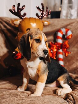 Bígl trikolor, štěňátka - 2