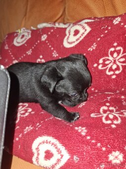 Čivava krátkosrstá - 2