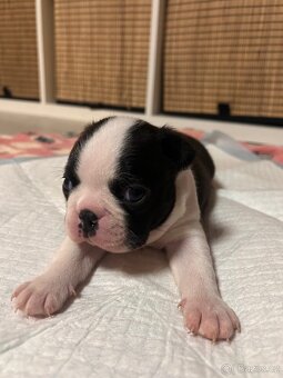 Bostonský teriér - 2