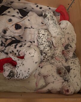 Štěně dalmatin - 2