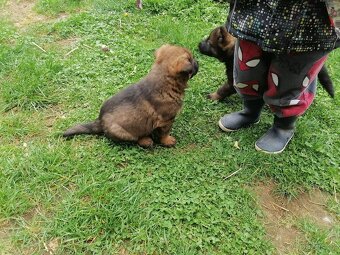 Nemecky ovčák štěňata - 2