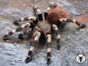 VIitalius Chromatus (ex. Nhandu) - SAMICE - 2