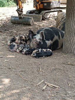 Selata kune kune - 2