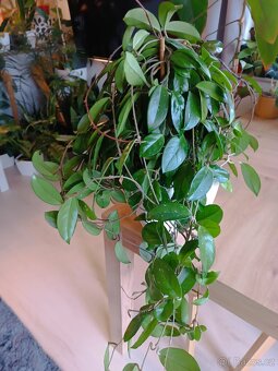 Hoya - 2