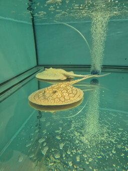 Sladkovodní rejnok - Potamotrygon - 2