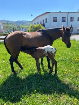 Kobyla appaloosa a letošní hříbě - 2