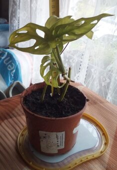 Pokojová Monstery Monkey Leaf - 2