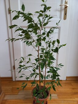 Ficus benjamina - 2