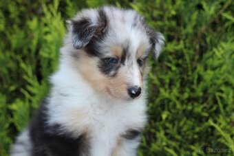 Sheltie pejsek s PP - 2