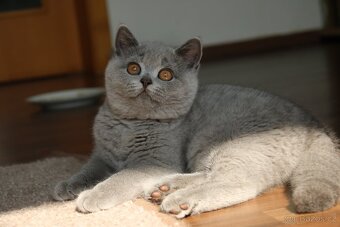 Modrá britská koťata s PP - 2