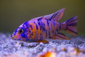Akvarijní rybičky-Tlamovci-Malawi,Viktoriino jezero - 2