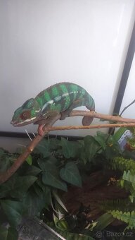 Chameleon - 2