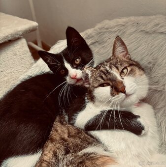 Hledám kotě do naší kočičí rodinky 🐈🐈⬛❤️ - 2