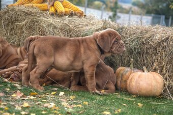 Bordeauxska doga, bordo doga, Dogue de Bordeaux - 2