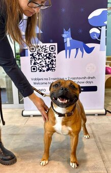 Stafordšírský bulteriér s PP - 2