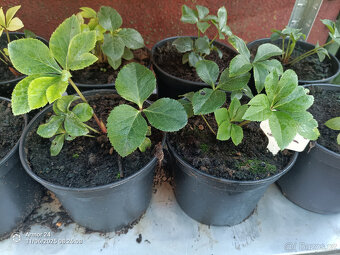 Čemeřice PRETTY ELLEN SPOTTED - 2