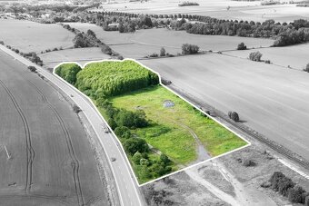 Prodej stromů k těžbě zásoba 8000ks - 2