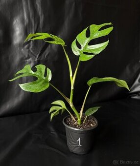 Monstera minima (Rhaphidophora tetrasperma) - 2