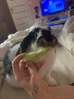 Zakrslý králíček - 2
